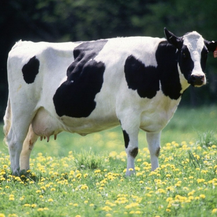Slagerij Taveirne Holstein