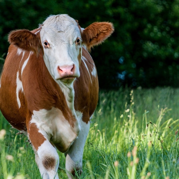 Slagerij Taveirne Simmental