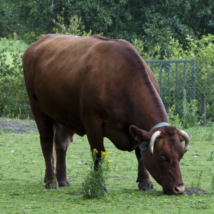 Slagerij Taveirne West-Vlaams rood